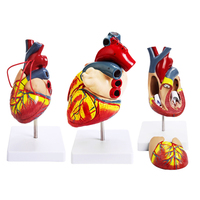 Modèle anatomique humain en PVC de haute qualité de dissection cardiaque
