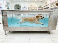 Tapis roulant aquatique électrique pour chiens et chats de grande taille, hydrothérapie canine pour clinique vétérinaire, capacité 80 kg