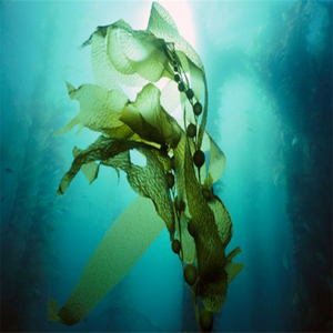 Fucoxantina Natural de Alta Calidad con Certificación GMP, <span class=keywords><strong>Fucoidan</strong></span> de Grado Alimenticio, Extracto de Fucus Vesiculosus en Envase de Tambor, Probado por HPLC, Sin Solventes - Product Image 6