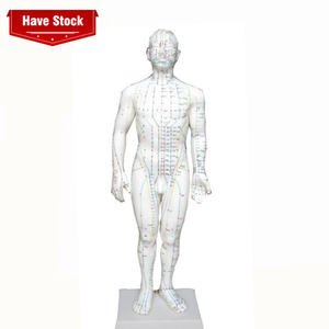 Menschliches Akupunktur modell 50cm menschliches Meridiane-Körper akupunktur punkt modell - Product Image 1