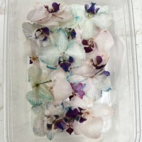Fleurs d'orchidées Phalaenopsis naturelles préservées, fleurs séchées au toucher réel pour la décoration de la maison, centre de table de mariage et cadeau longue durée