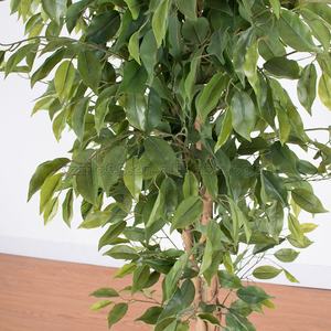 ต้นไทรปลอมพลาสติกประดับตกแต่งภายในสำนักงาน ลดราคาจากโรงงาน - Product Image 5