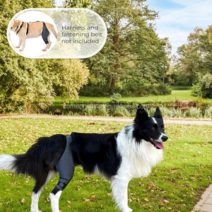 OEM <b>Dog</b> Knee <b>Brace</b> for Torn Acl Hind Leg Elderly Disabled Injured Joint Protector Pet <b>Dog</b> Hip Support <b>Brace</b> Hind Leg Support - Product Image 4
