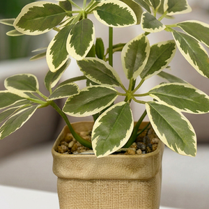 Plante artificielle succulente givrée à feuilles variées en forme de parapluie, ensemble de plantes de table pour intérieur, maison, bureau, idée cadeau, qualité supérieure - Product Image 1
