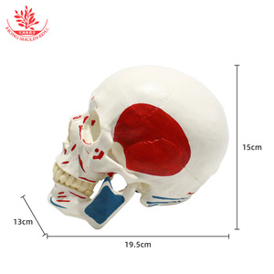 Modèle de crâne humain FRT022, taille adulte 1:1, enseignement artistique médical, moitié du crâne avec origines et insertions musculaires. - Product Image 2