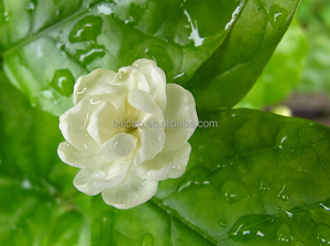 Aceite esencial de jazmín árabe orgánico <span class=keywords><strong>puro</strong></span> <span class=keywords><strong>100</strong></span>%, cuidado de la piel de grado terapéutico, aceite de jazmín Natural a granel - Product Image 2