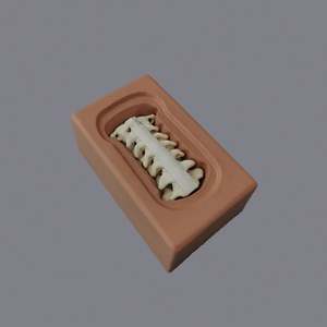 KyrenMed <span class=keywords><strong>Cervical</strong></span> <span class=keywords><strong>Spine</strong></span> <span class=keywords><strong>C1</strong></span> à <span class=keywords><strong>C7</strong></span> Os Holder <span class=keywords><strong>Cervical</strong></span> Holder Chirurgie Pratique Os Base Support pour Atelier Formation - Product Image 3