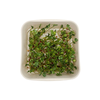 Plateau de germination pour graines de haricot biologiques en culture fraîche Microgreens d'intérieur avec trous de drainage