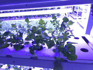 <span class=keywords><strong>Casa</strong></span> contenedor de riego automático de alto rendimiento para ensalada, lechuga, brote de soja, forraje, equipo hidropónico de cosecha apenas rápida - Product Image 6