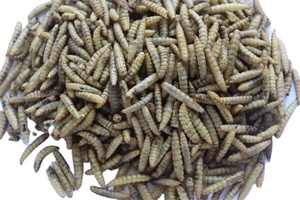 Venta al por mayor para fabricantes: Alimento profesional delicioso y de rápida digestión para aves, <span class=keywords><strong>gusanos</strong></span> grasos de 10 kg, 100% proteína natural en forma de pellets. - Product Image 2