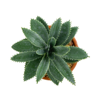 Mini-succulentes artificielles en pot, réalistes, écologiques, en PE, pour la décoration de bureau et d'intérieur