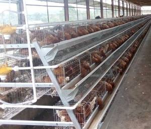 Yeni kümes hayvancılığı 3/4 katlı otomatik a tipi pil tavuk yumurtlama kafesi sıcak daldırma galvanizli 1 yıl garanti - Product Image 2