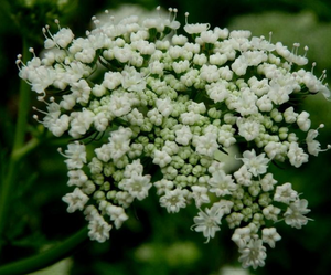 Fructus Cnidii плод обыкновенный <span class=keywords><strong>Cnidium</strong></span> <span class=keywords><strong>Monnieri</strong></span> Fructus ExtractOsthole <span class=keywords><strong>Cnidium</strong></span> Lactone Fructus Cnidii Cnidiadin CAS №:.484-12-8 - Product Image 2