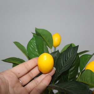 Venda quente limoeiro grande planta em vaso planta - Product Image 3
