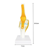 Modèle de squelette d'articulation du genou humain avec ligaments et ménisque ressource d'enseignement modèle d'articulation fonctionnelle d'anatomie médicale grandeur nature