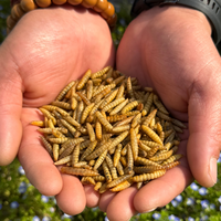 Insectes Séchés Aliment Premium pour Volailles Larves de Mouches Soldat Noires Séchées Aliment Sec de Haute Qualité pour Poulets Canards Tortues Geckos
