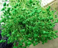 Kunming Hochwertige Günstige Großhandels-Trockenblumen Gypsophila für Hochzeits- und Heimdekoration