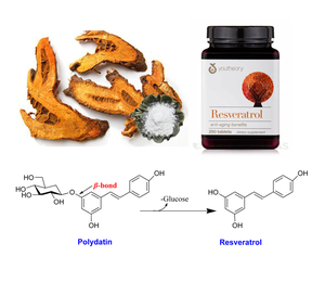 Растительный 10:1 20:1 гигантский экстракт корня спорыша пищевой порошок - Product Image 1