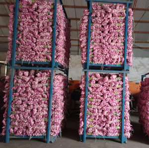 Ajo pelado más nuevo de <span class=keywords><strong>China</strong></span> en estilos calientes frescos normales blanco púrpura verde para alimentos exportados a Ecuador España Senegal - Product Image 3