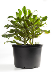 Pots en plastique moulé par injection noirs <span class=keywords><strong>de</strong></span> 7,5 L (tailles 1/1,5//2/3/5/6/7/10/12/15 gallons) pour pépinière et <span class=keywords><strong>jardin</strong></span> - Product Image 5