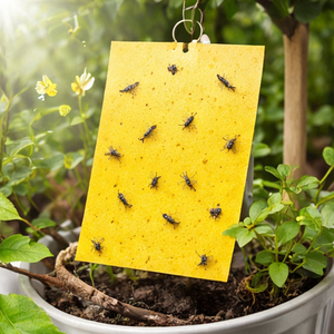 แผ่นกาวดักแมลงสำหรับควบคุมศัตรูพืชต้นไม้ผลไม้ ขนาด 20*25 ซม. สำหรับโรงเรือน - Product Image 1