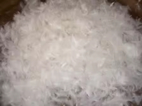 Duvet de plumes de canard blanc 95% pour veste, couette et sac de couchage