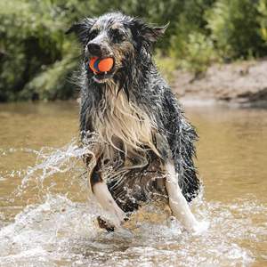 犬用ウルトラボールドッグトイ60-100ポンド耐久性のあるゴム製スーパーバウンシーフロート水中3インチ直径1パック - Product Image 3