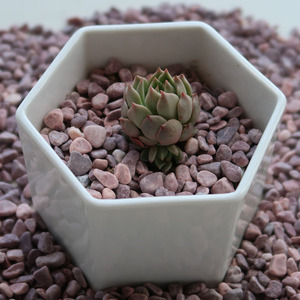 Vente <span class=keywords><strong>en</strong></span> gros de <span class=keywords><strong>gravier</strong></span> rouge arrondi durable, lisse <span class=keywords><strong>et</strong></span> décoratif pour aménagement paysager, jardin, patio, <span class=keywords><strong>allée</strong></span> - Product Image 6