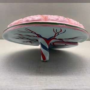 แบบจำลองกายวิภาคของรกมนุษย์และสายสะดือ - เครื่องมือการศึกษาด้านสูติศาสตร์ - Product Image 6