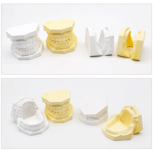 Modèle d'étude dentaire avec dents et mâchoire sans dents, anatomie orale supérieure et inférieure pour l'enseignement - Product Image 1