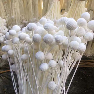 Flores Secas Preservadas Billy Button y Plantas Billy Ball Craspedia Natural para Decoración de Bodas y Hogar - Product Image 2