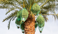 Aangepaste Grootte Duurzaam Datum Netje Voor Beschermen Datum Vruchten Groen Of Wit Palm Boom Netje Met Zwart Koord