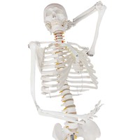 Modèle de squelette anatomique en PVC, squelette humain, modèle 3D, anatomie, squelette humain en plastique, modèle de squelette, 180 cm