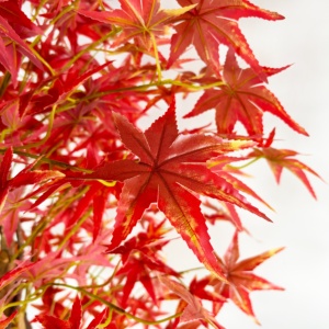 Mô Phỏng Cao 150Cm Nhân Tạo Maple Tree Trang Trí Nội Thất <span class=keywords><strong>Bonsai</strong></span> Cây Cây Nhân Tạo Cho Trong Nhà Trang Trí Sân Vườn - Product Image 2