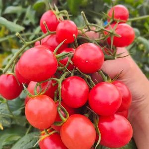 Pomodorini - Product Image 1