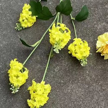 5 têtes coréennes lilas jaune