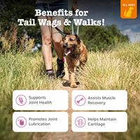 Friandises à mâcher pour chiens, marque privée, pour les hanches et les articulations, complément alimentaire pour la santé des animaux de compagnie, soulage la douleur, friandises pour chiens âgés avec MSM