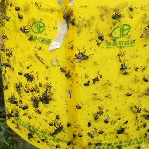 Plástico amarillo pegajoso trampa mosca pegamento tablero al aire libre trampa <span class=keywords><strong>para</strong></span> <span class=keywords><strong>moscas</strong></span> catcher Venta caliente de China - Product Image 6