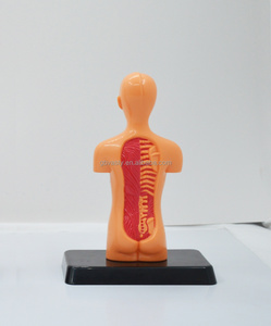 सर्वश्रेष्ठ मूल्य 20 सेमी आधा शरीर नॉकआउट मानव शरीर संरचना - Product Image 3