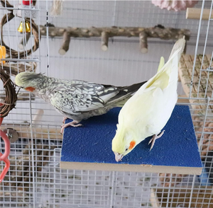 แท่นนั่งนกขนาดใหญ่ที่เป็นมิตรกับสิ่งแวดล้อมและของตกแต่งกรงสัตว์ขนาดเล็ก โครงไม้สี่เหลี่ยมธรรมชาติ - Product Image 3