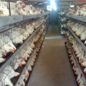 Estructura de acero ligera prefabricada para instalación en agricultura, para pollo, aves de corral, diseño de Casa de granja - Product Image 6