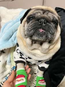 Chaussettes de Noël pour chien : Protège-pattes anti-léchage, contrôle de la traction sur parquet, bottines d'hiver pour chien - Product Image 2
