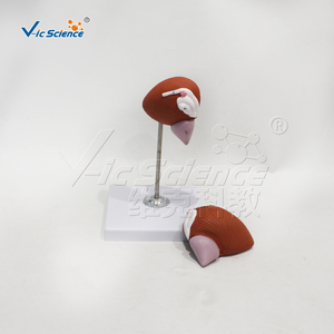 Modèle de vessie humaine grandeur nature haute simulation avec prostate pour la recherche en <span class=keywords><strong>urologie</strong></span> des écoles de médecine et laboratoires CE/ISO/ROHS/CNAS - Product Image 5