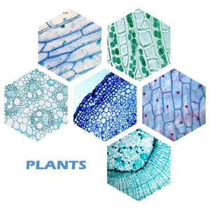 Recursos Didácticos, Equipo de Enseñanza, Microscopio Médico, Preparación de Secciones Histológicas de Portaobjetos Biológicos, 25 Piezas - Product Image 4