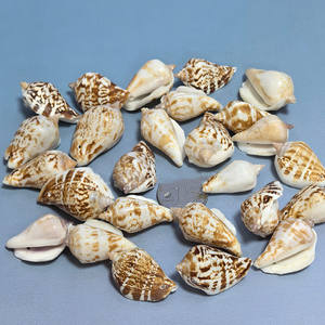 Seastar Vase Phoenix escargot 3-5cm <span class=keywords><strong>naturel</strong></span> poli blanc conque coquillage trous bricolage carillon éolien accessoires Souvenir coloré réel - Product Image 1