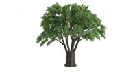 Grand arbre ficus artificiel d'intérieur pour la décoration d'hôtels et de restaurants, simulation luxuriante unique d'arbre banian, plante d'intérieur