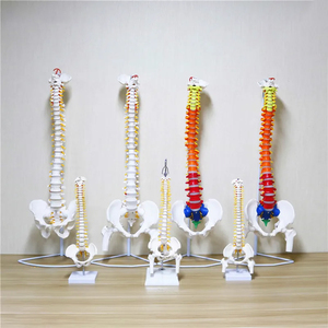 מודלים אנטומיים בגודל טבעי באיכות גבוהה מ-PVC, חינוכיים, אחריות לשנה, הכשרת אחיות, תיקון עמוד שדרה, עמוד שדרה, אגן, עצם הירך - Product Image 4