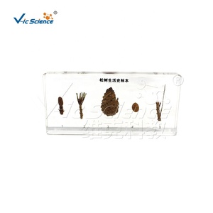 Recursos Didácticos: Espécimen Biológico <span class=keywords><strong>de</strong></span> Pino para <span class=keywords><strong>Enseñanza</strong></span> <span class=keywords><strong>de</strong></span> <span class=keywords><strong>Historia</strong></span> <span class=keywords><strong>de</strong></span> Vida y Embutición <span class=keywords><strong>de</strong></span> Espécimenes - Product Image 6