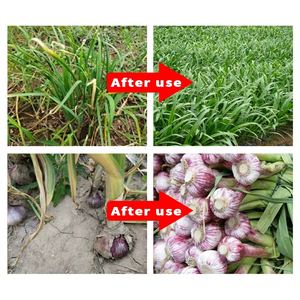 <span class=keywords><strong>Engrais</strong></span> organique hydrosoluble spécial à haut rendement pour oignons verts, gingembre et <span class=keywords><strong>ail</strong></span> - Product Image 3