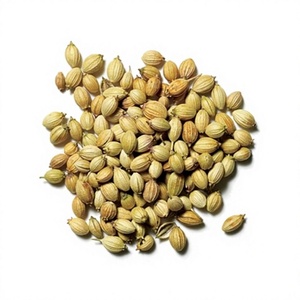 Graines de coriandre séchées brutes, forme allongée, herbes et épices uniques, ingrédient naturel pour la cuisine et le thé - Product Image 4